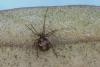 Steatoda triangulosa